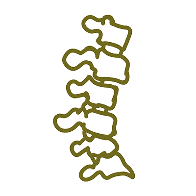 spine